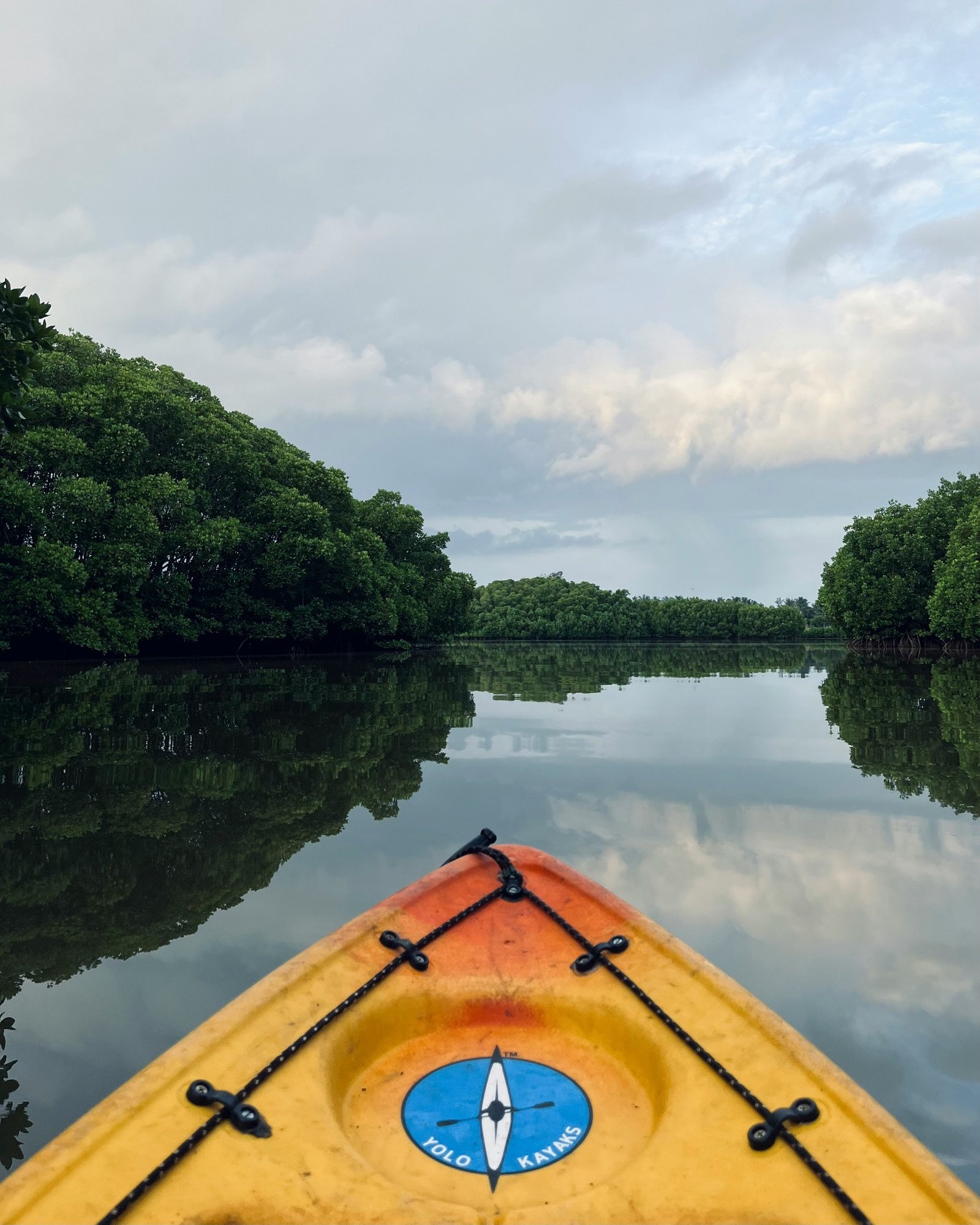 Mangrove